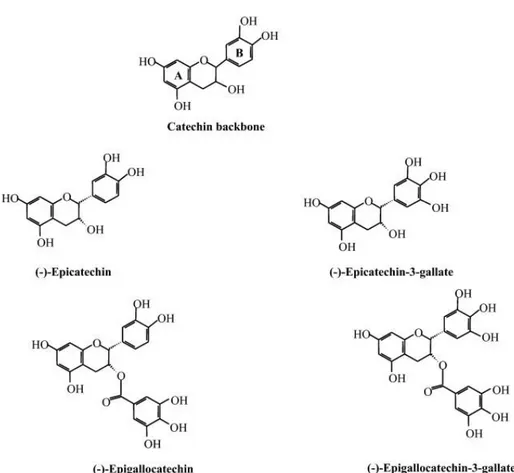 Figure 6: The structure of the green tea catechins (Oncogene, 2006, 25, 1922–1930). 