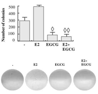 Figure  1.  EGCG  inhibits  ER+  PR+  cancer  cell  proliferation  (A)  MTT  assay.  Cells,  serum  starved,  were  exposed  to  vehicle  (−),  or  1  µM  ICI  and/or  different  concentrations  of  EGCG  in  medium containing 1% dextran charcoal-stripped 