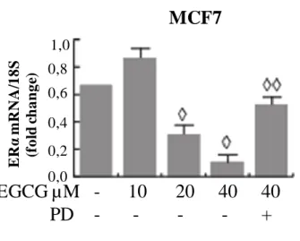 Figure  2.  EGCG  downregulates  ER-α  expression,  genomic  and  nongenomic  signal  (A)  Immunoblot  analysis