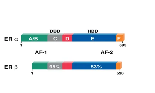 Fig. 2. Schematic representation of the structure of human ERα and ERβ nuclear receptors