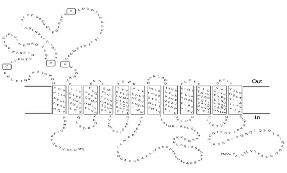 Figura 2: topologia del trasportatore OCTN2 di ratto. L’immagine mostra 12 segmenti transmembrana ad α- α-elica, e un loop extracellulare contenente 4 dei totali 7 residui di Cys presenti nel trasportatore