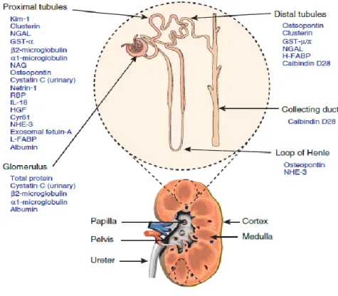 Figura 4: biomarcatori di danno renale: l’immagine mostra a livello di quale segmento del nefrone si ha  l’espressione di ogni biomarcatore