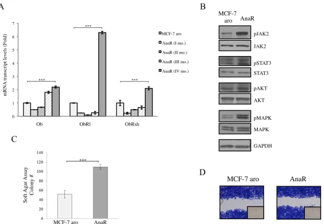 Figure  2.  Increased  leptin  signaling  activation  in  AnaR  cells.  A,  quantitative  real-time  RT-PCR  for  mRNA 