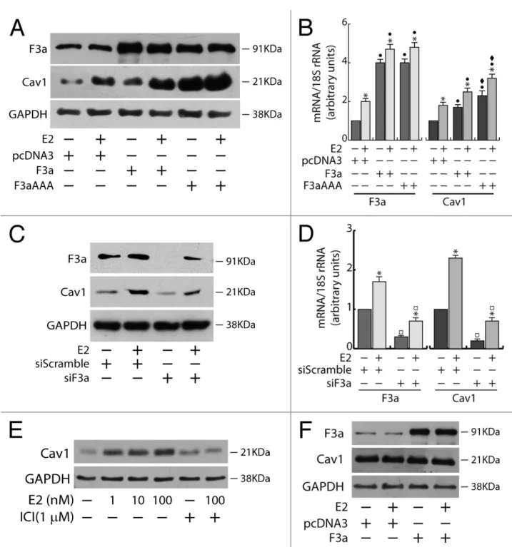 Figure 5. Cav1 expression depends on E2 and FoxO3a in ERα+ MCF-7 breast cancer cells. A double set of 