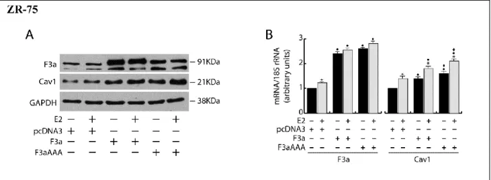Figure 6 FoxO3a induces Cav ‐1 expression in ERα+cancer cells. 
