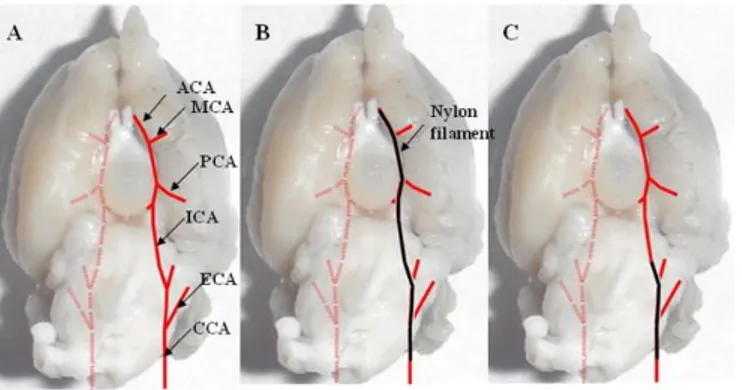 Figura  3-1:  Illustrazione  schematica  delle  principali  arterie  cerebrali  nel  ratto