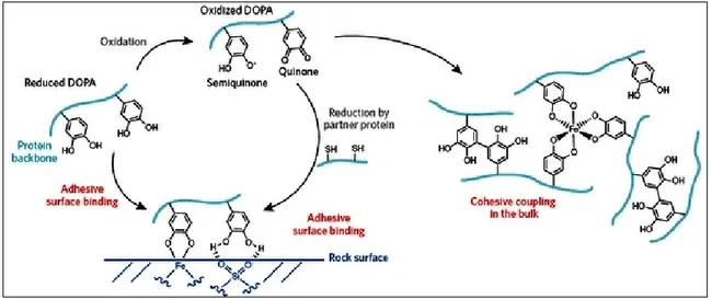 Figure 3.  Schematic of adhesion mechanism and reactions of protein-bound Dopa. Figure adapted from 