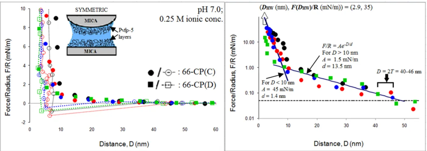 Figure 2.6  (A) Force–distance (F–D) curve measured between two Pvfp-5 coated mica surfaces at pH  ≈ 