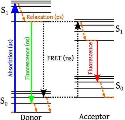 Figure 4.3 shows the spectral overlapping (defined by J(λ )) between the emission of donor and absorption of acceptor, which is a necessary condition for any energy  trans-fer processes