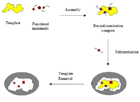 Figure 4.2. Conventional molecularly imprinted polymers. 