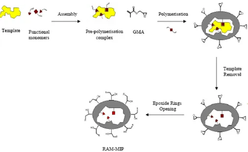 Figure 4.3. Restricted access materials-molecularly imprinted polymers. 