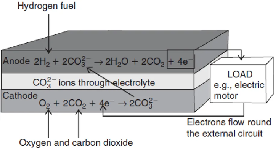 Fig. 2.1: Principio di funzionamento di una MCFC che impiega  