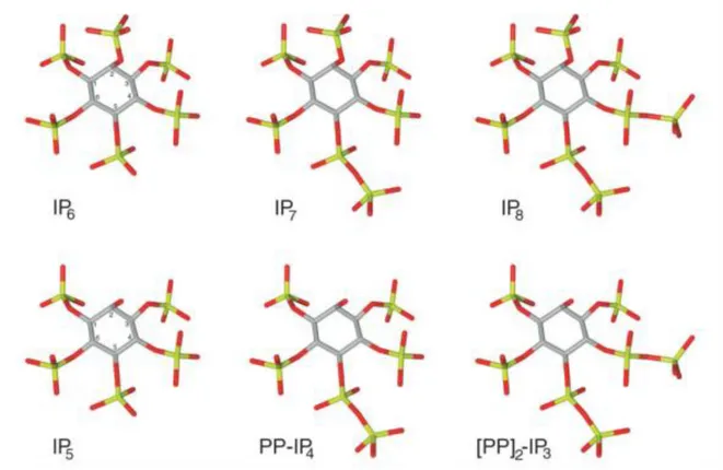 Figure 3. The figure shows the chemical structure of IP 6  with its pyrophosphate derivates IP 7  and IP 8 , 