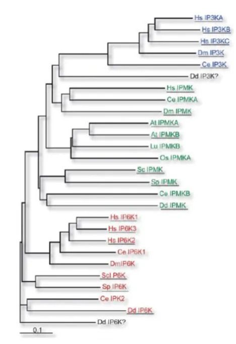 Figure 5. Phylogenetic tree of IPK proteins family members (Bennett et al., 2006). 
