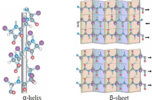 Fig. 2.2. Two examples of protein secondary structure: α helix and β sheet.