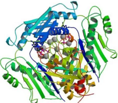 Figure 2.3. This figure represents the tertiary structure of the S-Adenosylmethionine