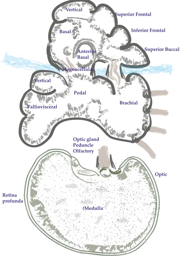 Figura 1.3. Il cervello del polpo in una sezione parasagittale (modificata ad eviden- eviden-ziare strutture diverse.	I	lobi	e	i	loro	limiti	sono	anche	evidenziati.	La	denominazione	è	
