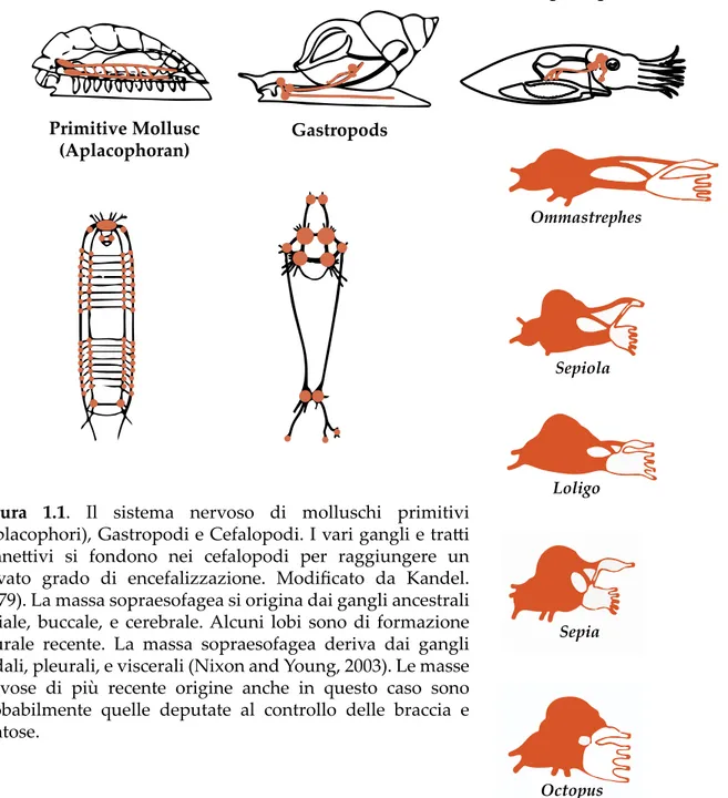 Figura  1.1.	 Il	 sistema	 nervoso	 di	 molluschi	 primitivi	