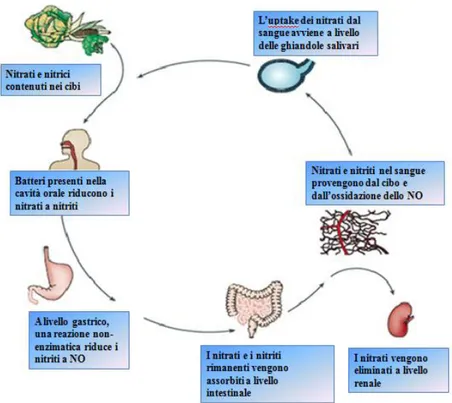 Fig. 1: Circolazione entero-salivare dei nitrati negli esseri umani. Dei nitrati inorganici provenienti dalle 