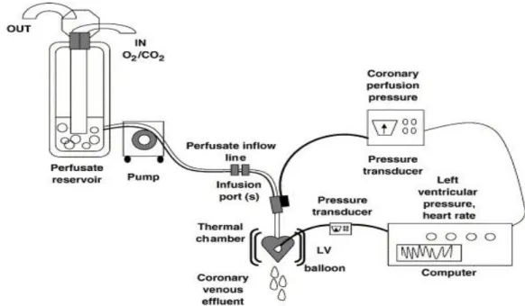 Fig. 9: Rappresentazione schematica dell’apparato di perfusione. 