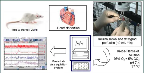 Fig. 10: Isolamento e incannulazione del cuore di ratto perfuso per via retrograda con soluzione KHs