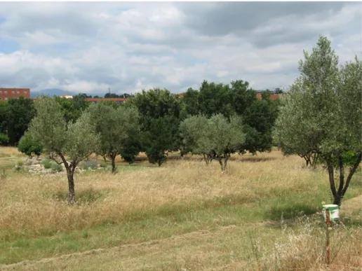Figure  11.  The  area  of  the  Botanical  Garden  surrounding  the  experiment  site  (from  Greco S.)