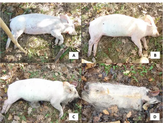 Figure 22. Stages of decomposition of the carrion in autumn. A) Fresh; B) Bloated; C)  Decay; D) Dry (from Bonacci T.)