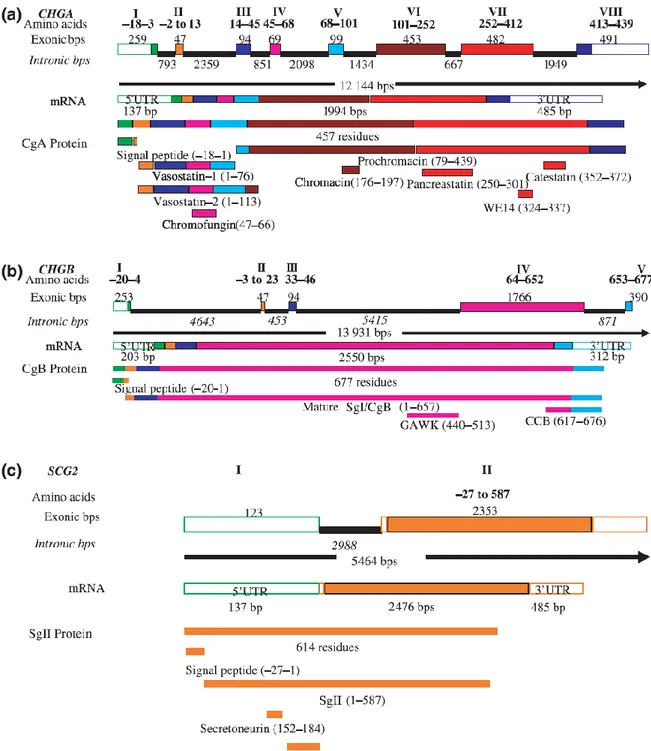 Fig.  1.1:  rappresentazione  schematica  del  gene  umano  per  la  Chga,  Chgb  e  Scg2  con  i 