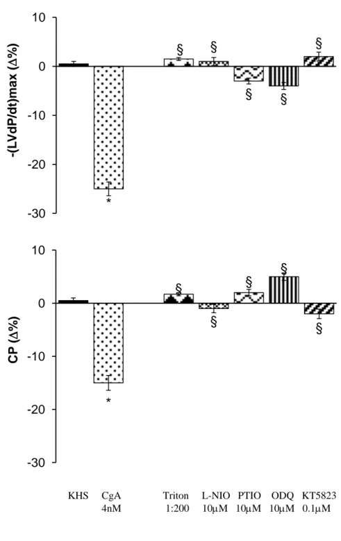 Fig.  3.5:  effetti della  CgA (4nM) su  –(LVdP/dt)max  e CP, dopo  trattamento  con Triton, e in 