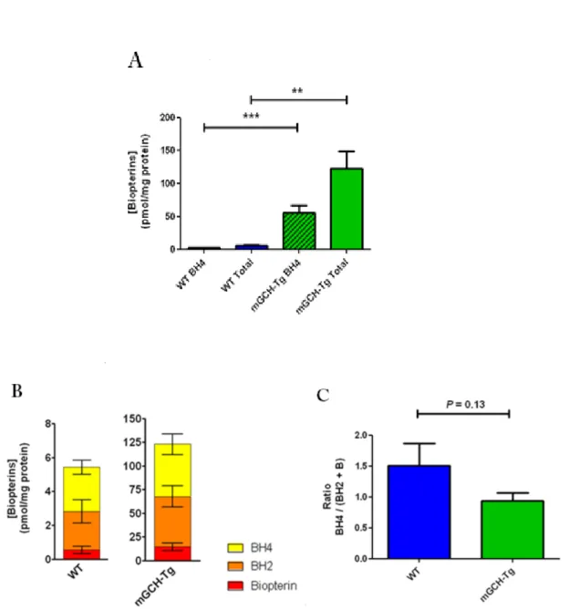Fig.  5.  (A)  Valutazione  delle  concentrazioni  di  BH 4   e  di  biopterine  totali  in  topi  wild‐type 
