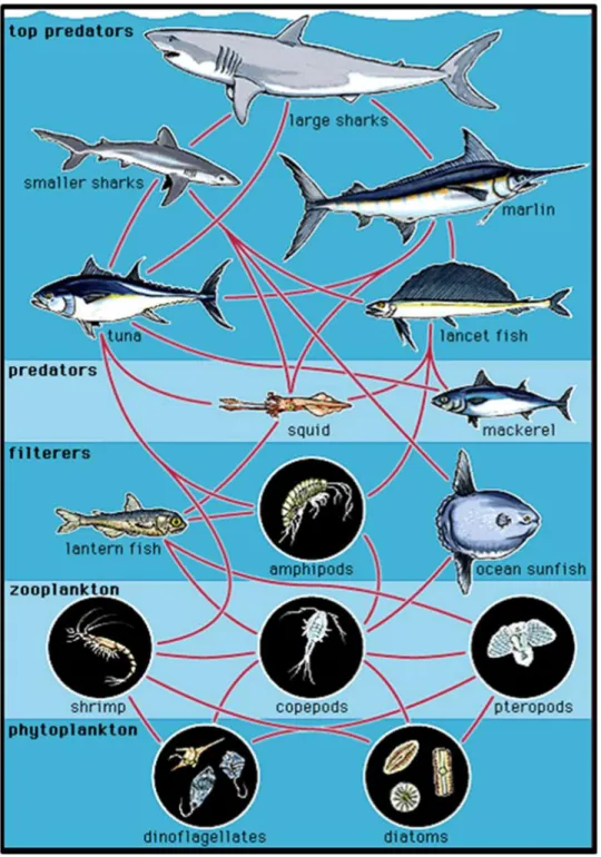 Figure 1.1. Marine food chain from Encyclopaedia Britannica 1996. 