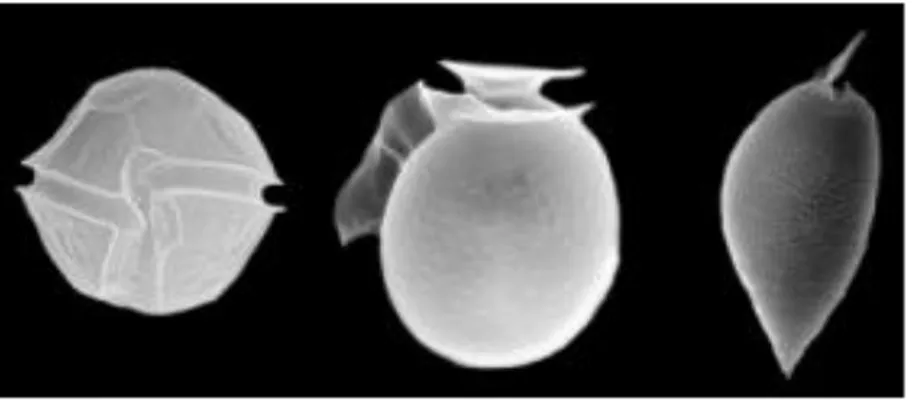 Figure  1.9.  Three  dinoflagellate  structures  from  Stazione  Zoologica  Anton  Dohrn website (www.szn.it)