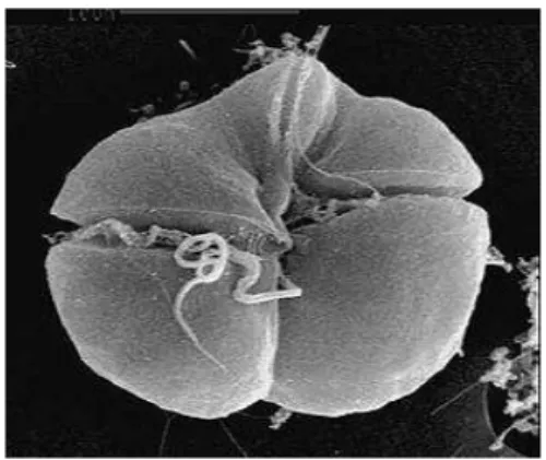 Figure  1.10.  Scanning  electron  micrograph  of  Karenia  brevis.  Micrograph:  Florida  Marine  Research  Institute  (  http://www.bioone.org/doi/abs/10.1641/0006-3568%282003%29053%5B0918%3AHABBPN%5D2.0.CO%3B2 ).