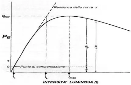 Figura  C  -  Relazione  tra  l‟intensità  luminosa  (I)e  la  produzione  per  unità  di  clorofilla  [PB)