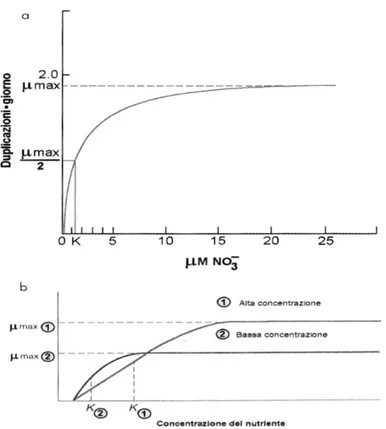Figura  E  -  Modello  concettuale  di  crescita  fitoplanctonica  in  rapporto  alla  disponibilità  di  nutrienti
