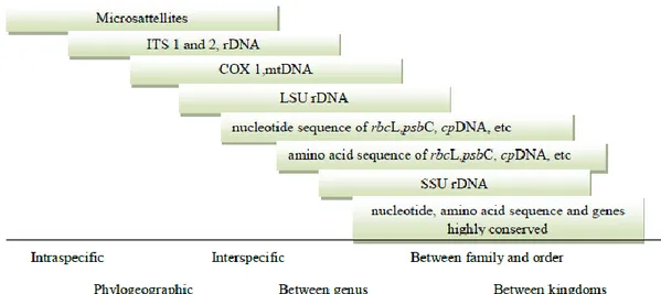 Fig. 12 Regions of DNA used as molecular markers and levels analysis. 