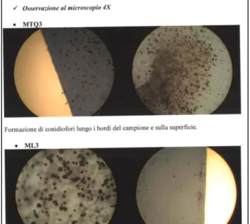 Fig. 5.23: Attecchimento dell’Aspergillus niger dopo 10 giorni osservato al microscopio ottico al 4X