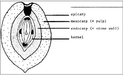 Figure 2. Olive drupe section 