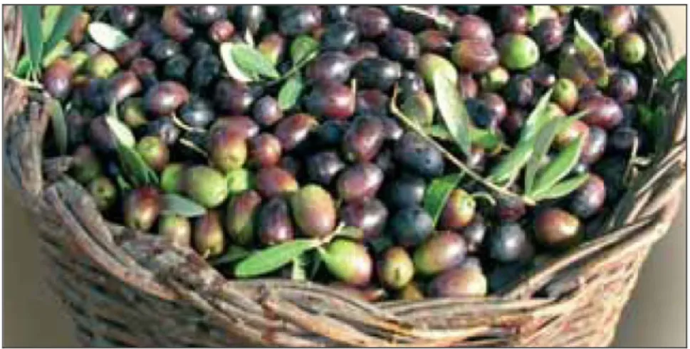 Figure 3. Olives in the optimal stage of maturation, ready for oil extraction 