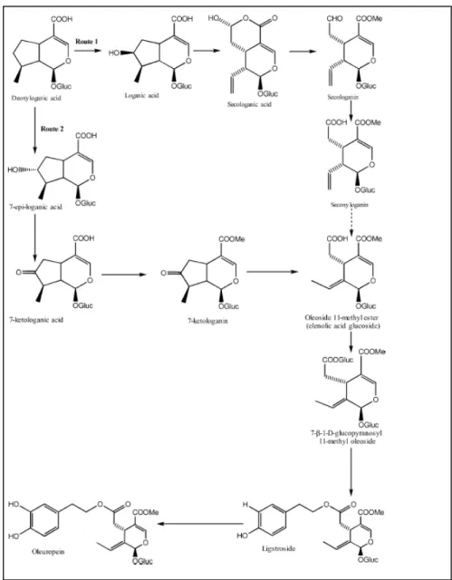 Figure 8. Biosynthesis of the Oleosides 