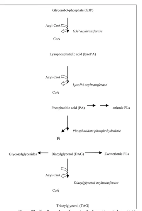 Figure 12.  The Kennedy pathway for the formation of glycerolipids 