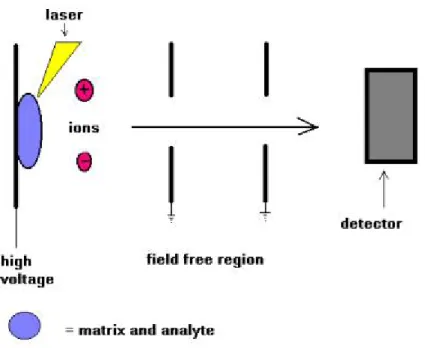 Fig. 19. Simplified schematic of MALDI-TOF mass spectrometry (linear mode)