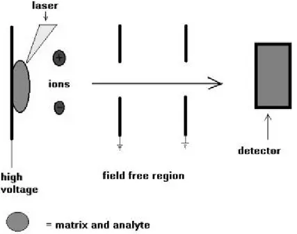 Figure 6. Simplified schematic of MALDI-TOF mass spectrometry (linear mode) 