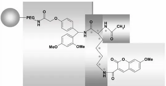 Figure 19. Schematic diagram of the solid phase fluorescent lysine ( 12 C, 14 N /  13 C, 15 N)  mass tag  by Yang Shi et al