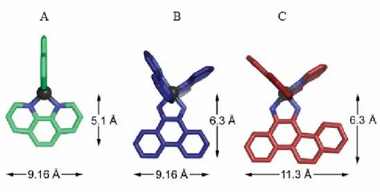 Fig. I.3 Legante al solco (A), metallointercalatore (B) e metalloinsertore (C) 