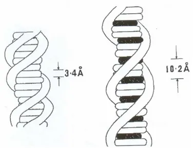 Fig. I.5 Modello semplificato di un tratto del DNA e del complesso intercalato 