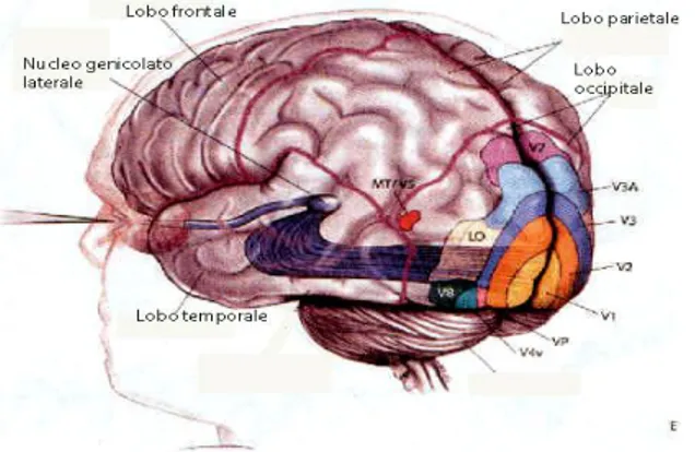 Figura 1: Centri superiori: corpo genicolato, corteccia cerebrale visiva e cervello 5