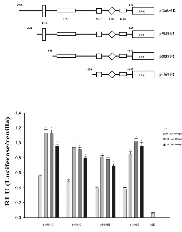 Figure 7 Leptin enhances human cyclin D1 promoter in Ishikawa cells.