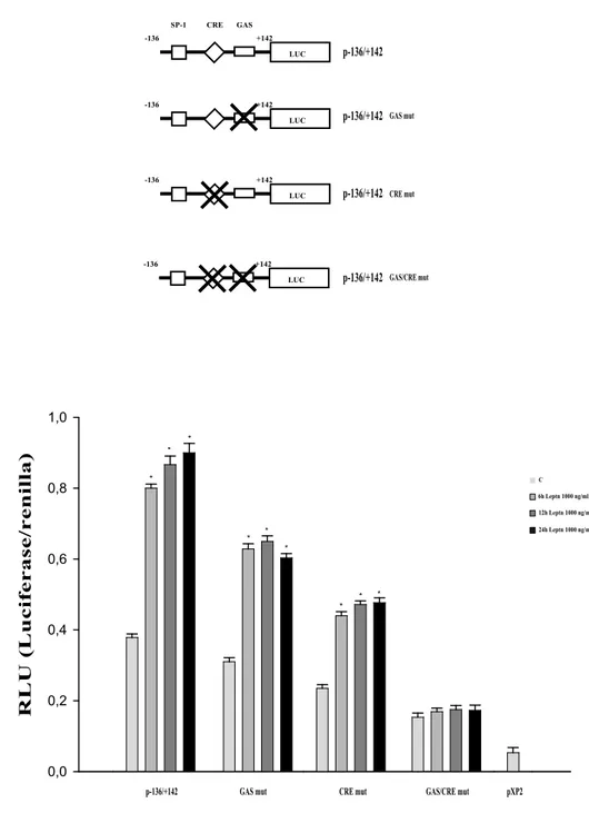 Figure 8 Leptin transactivates cyclin D1 gene promoter. 