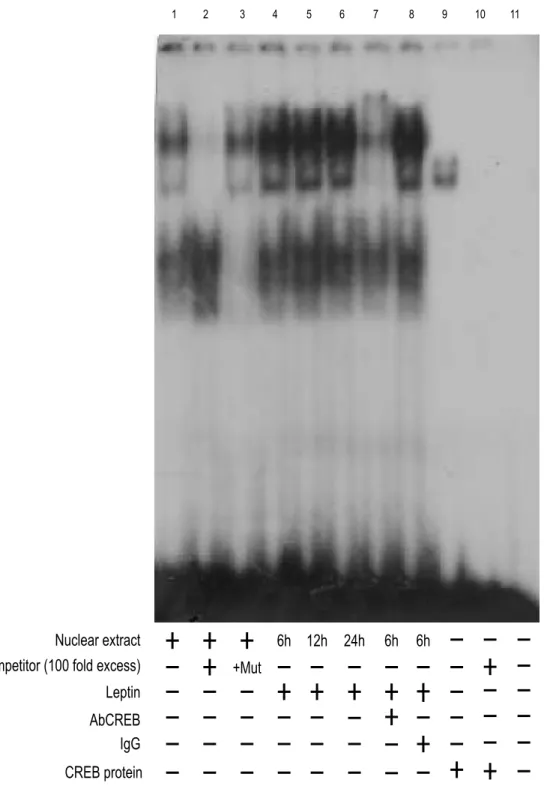 Figure 10 Effects of in vitro leptin treatment on CREB-DNA binding activity in Ishikawa cells